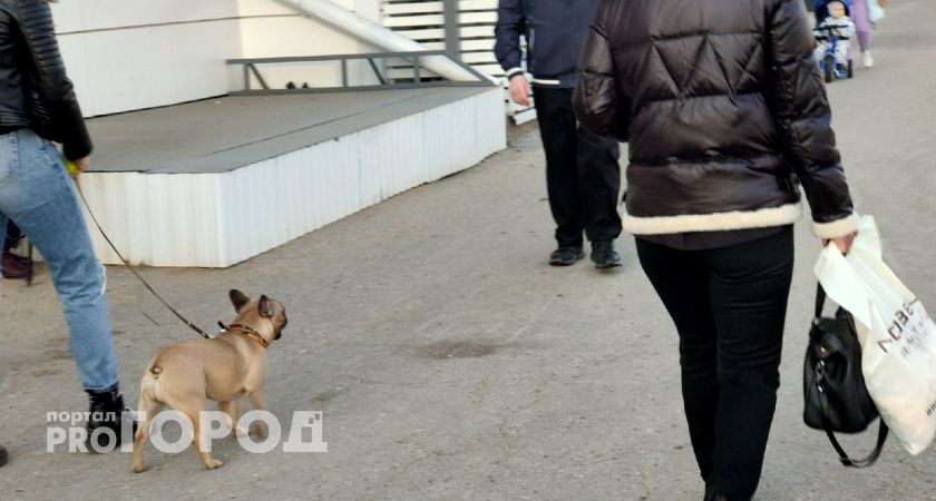 Жителей Марий Эл будут штрафовать за неправильный выгул собак: 5 новых правил