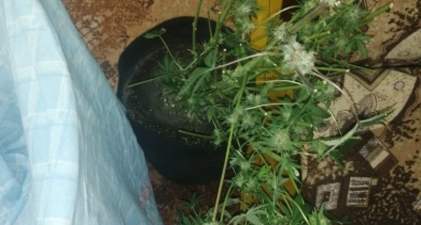 В Марий Эл задержали «агронома» из Татарстана, выращивающего дома коноплю