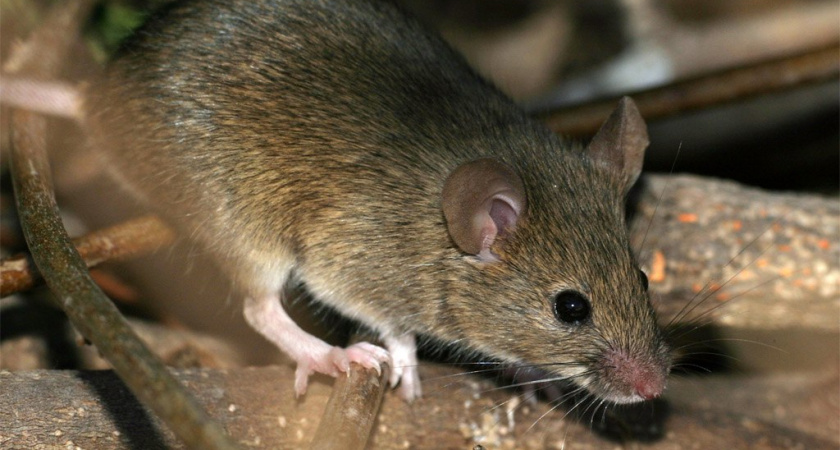 Жителей Марий Эл продолжает поражать мышиной лихорадкой: заражены десятки