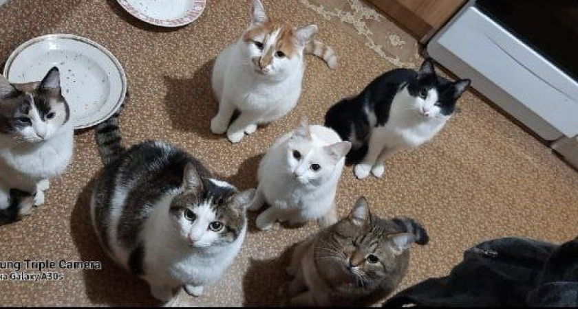 Йошкаролинка спасает кошек и селит их в отдельную квартиру: “Некоторых находила без глаз и шерсти”