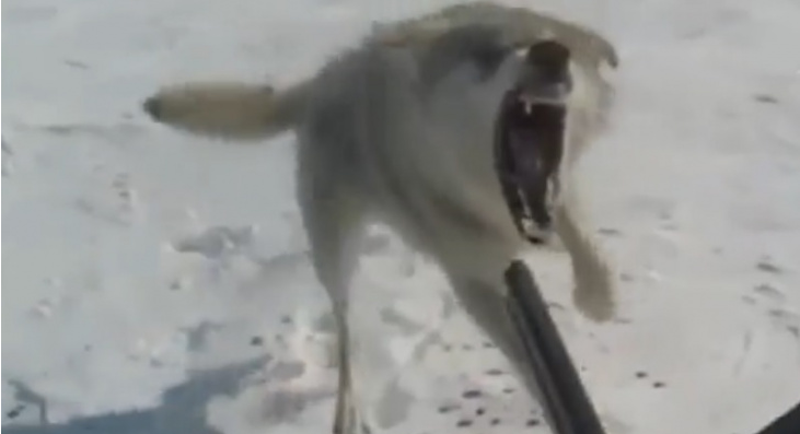 Необычные события в России: В Коми волки устроили кровавую бойню
