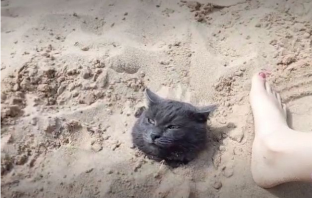 В соседней с Марий Эл республике дети закопали кота в песок