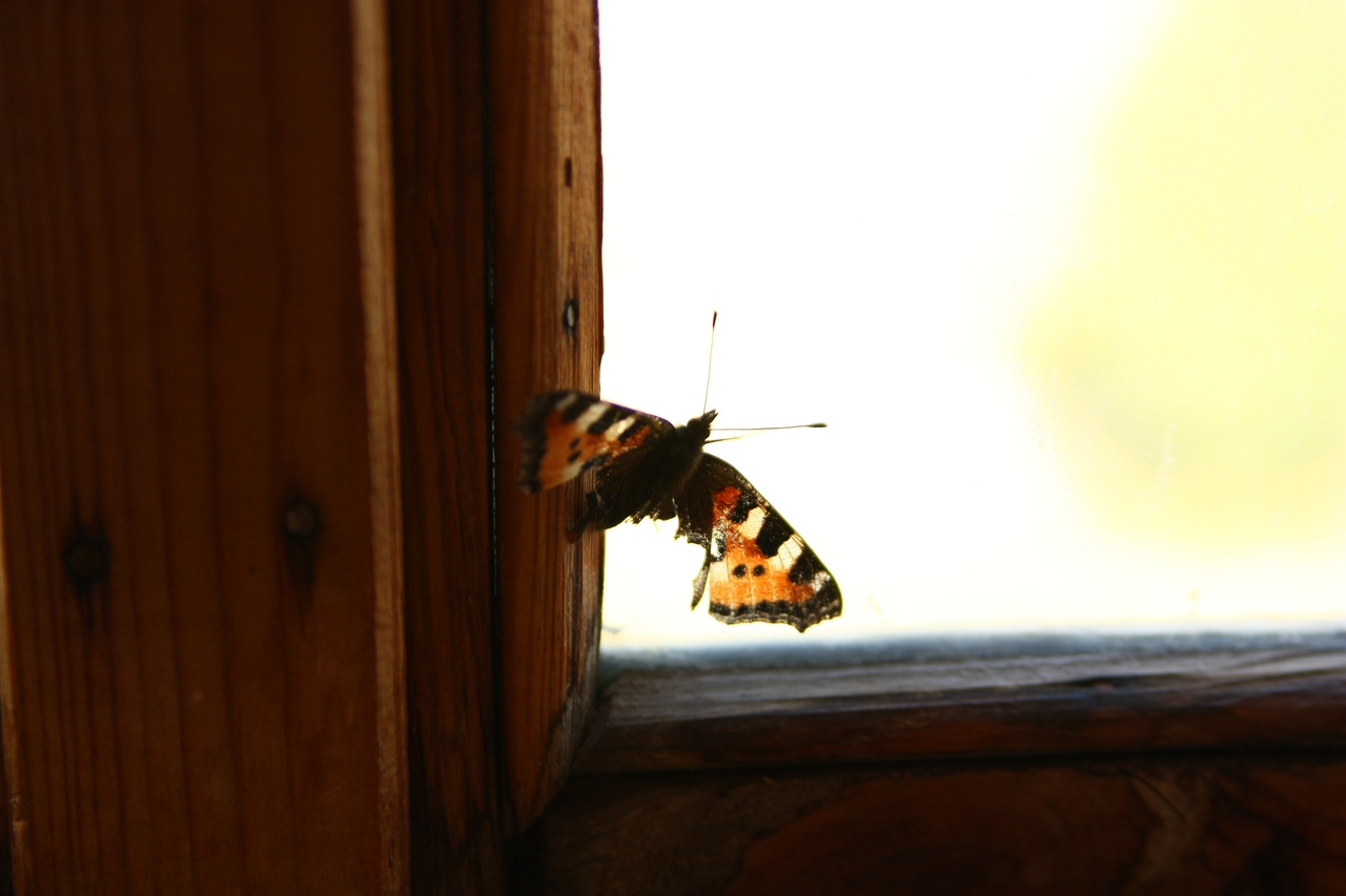 Йошкаролинцы обеспокоены нашествием бабочек