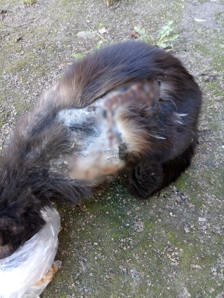 В Йошкар-Оле волонтеры спасли кота, которого нашли со страшными засохшими ранами