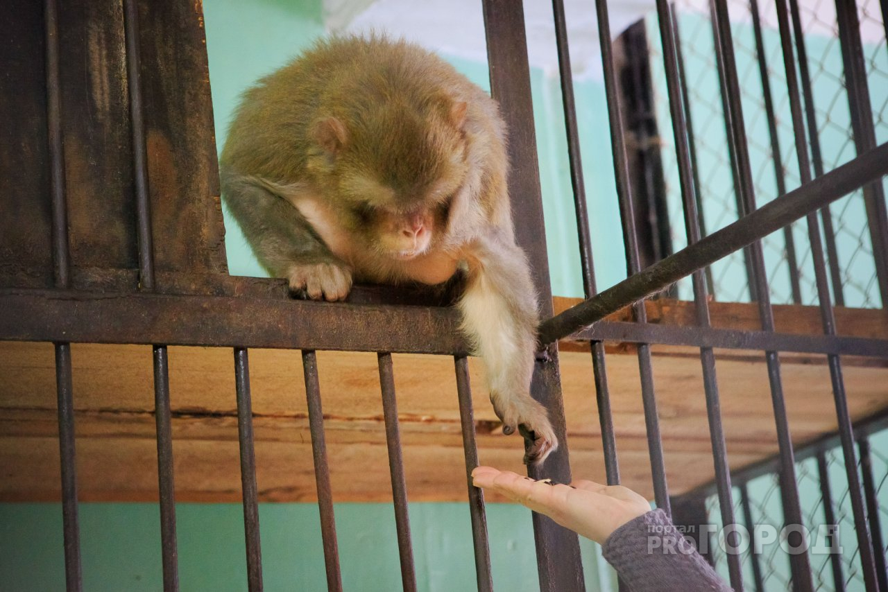 В Йошкар-Оле любопытство ребенка закончилось укусом обезьянки