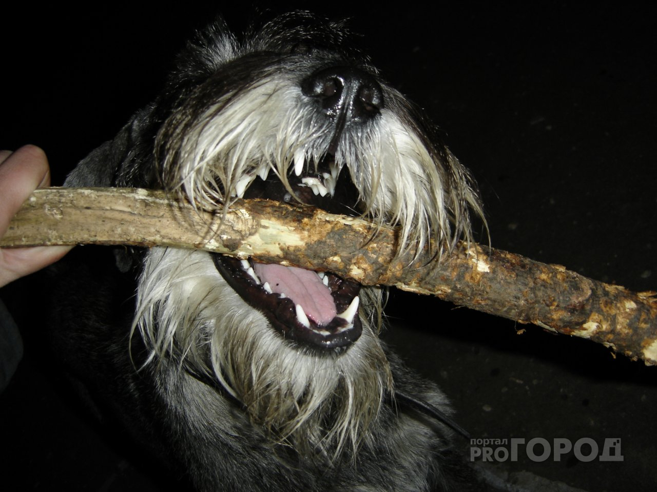 ШОК! В Йошкар-Оле обезумевшая собака едва не загрызла юного баскетболиста