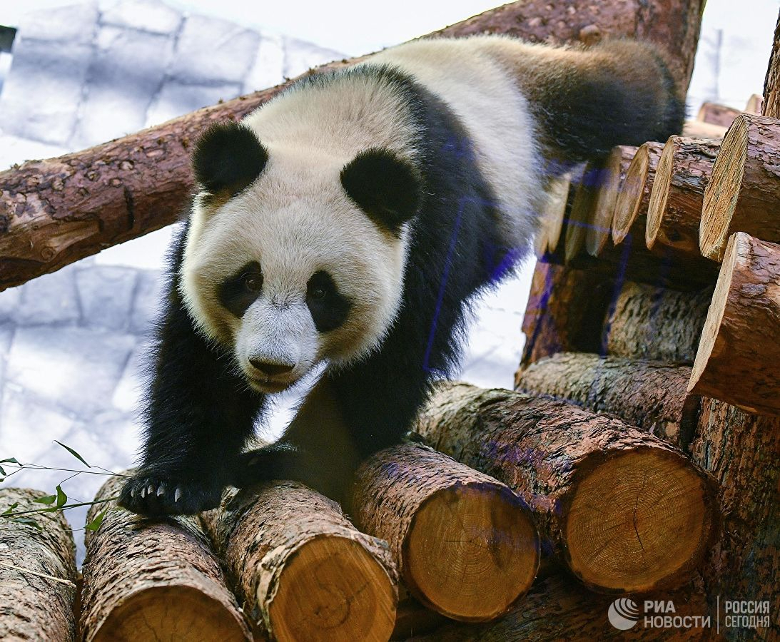Йошкаролинцы могут увидеть больших панд