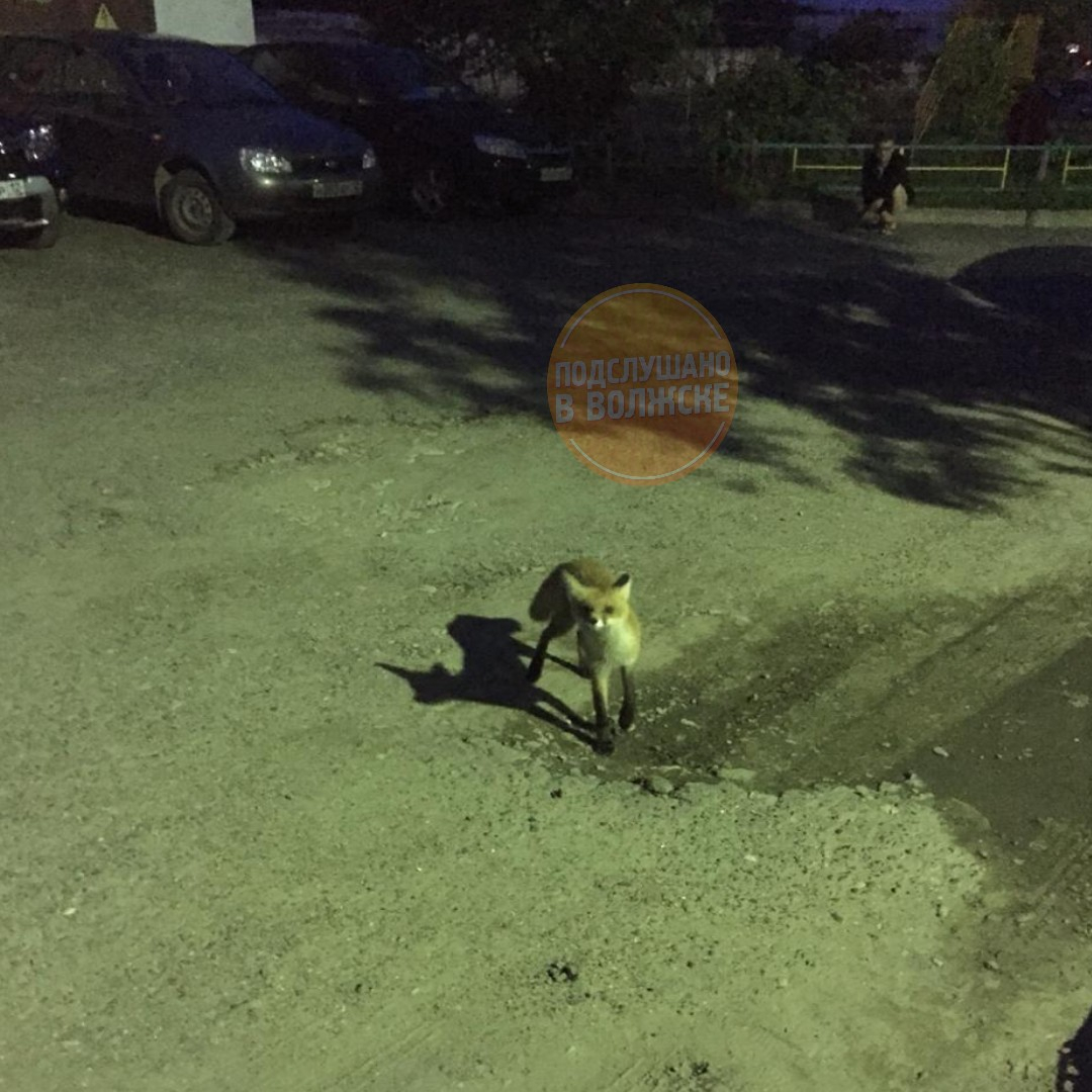 В Марий Эл бесстрашная лисичка бегает по дворам города