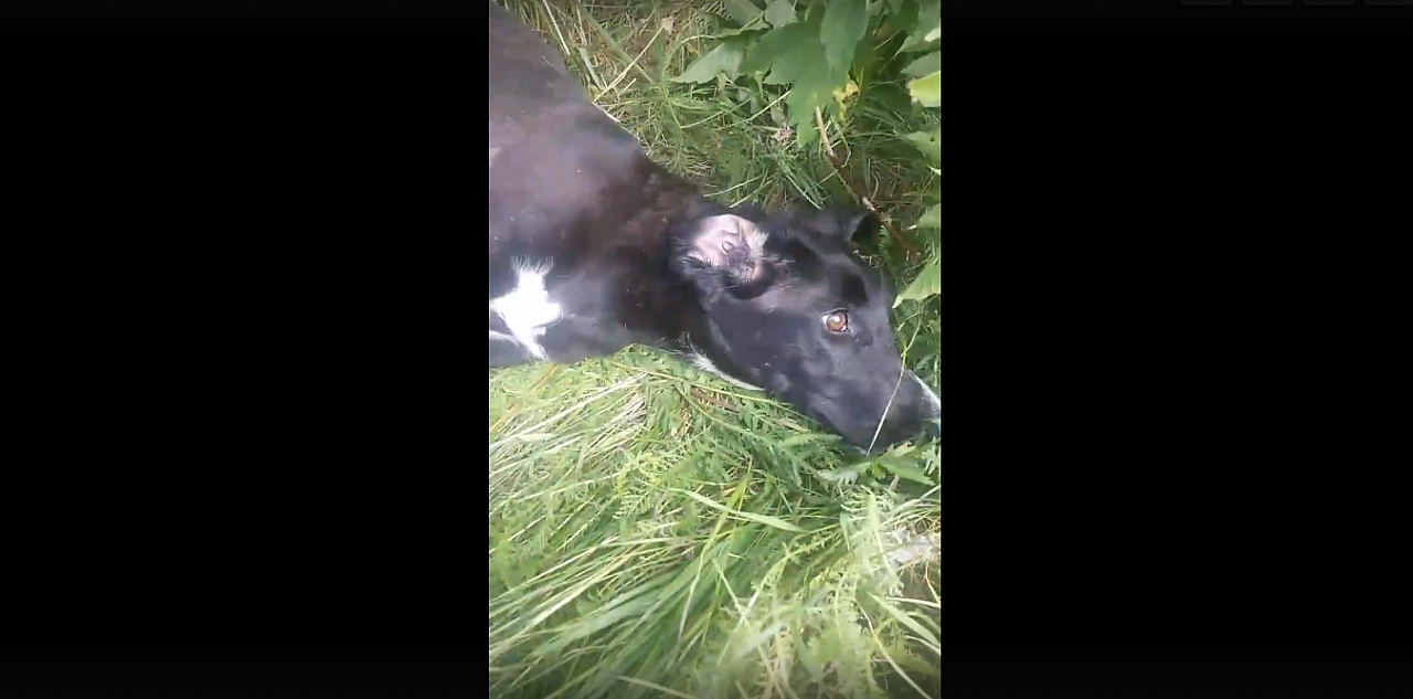В Марий Эл брошенная на дороге маленькая собака со сломанной лапой три дня лежала на солнце