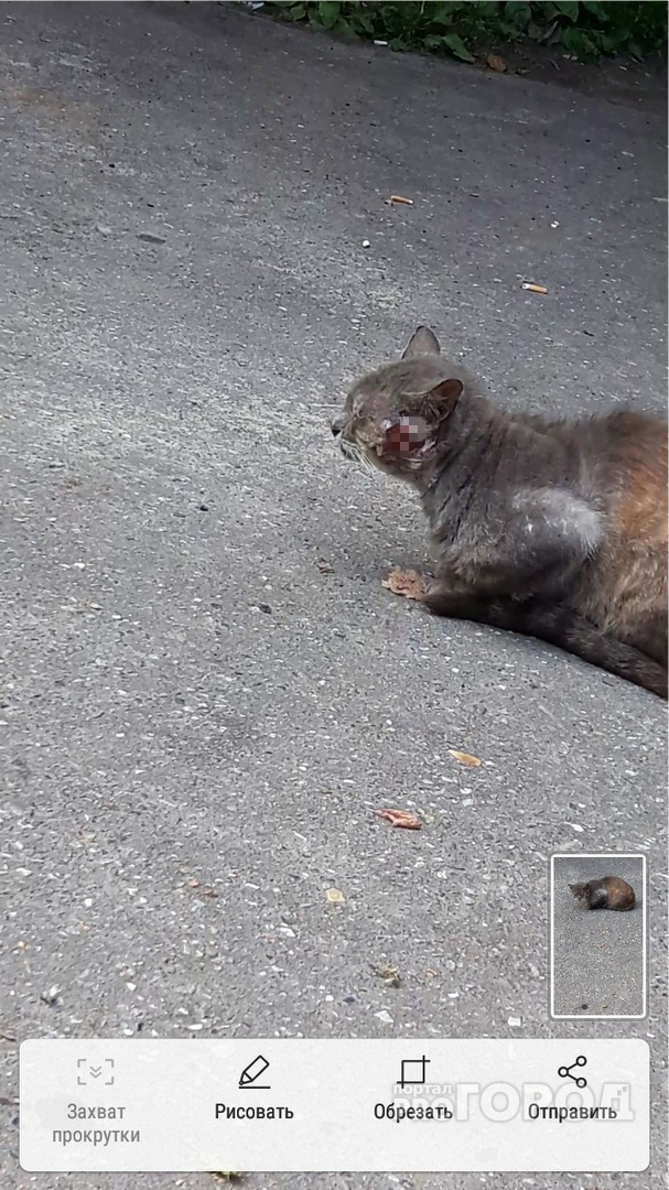 В Йошкар-Оле кот с жутко разодранной мордой убегает от помощи