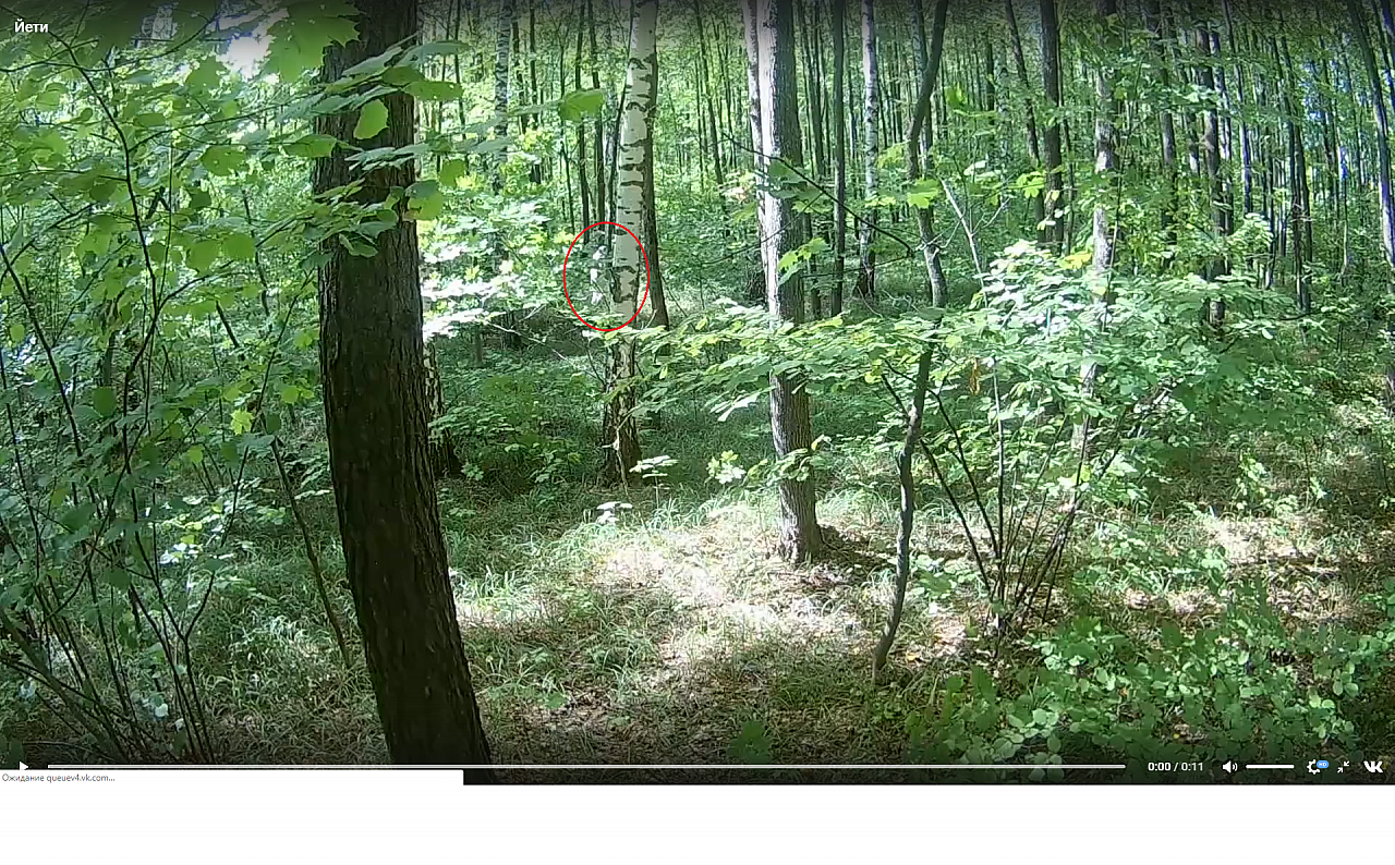 Новости России: в лесу охотник заснял на камеру Йетти