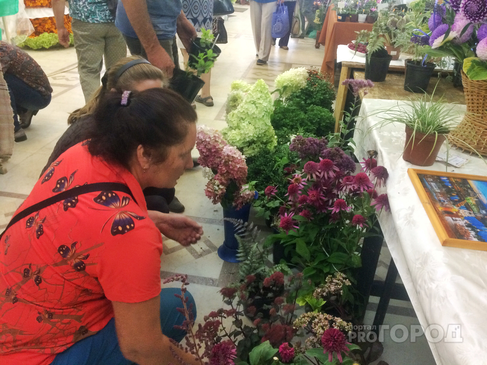 «Голубоглазые» фиалки и нежные лилии: йошкаролинцы спешат на ежегодную выставку за цветами