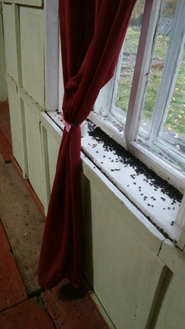 Жилые дома в Марий Эл атаковали полчища мух: в чем причина?