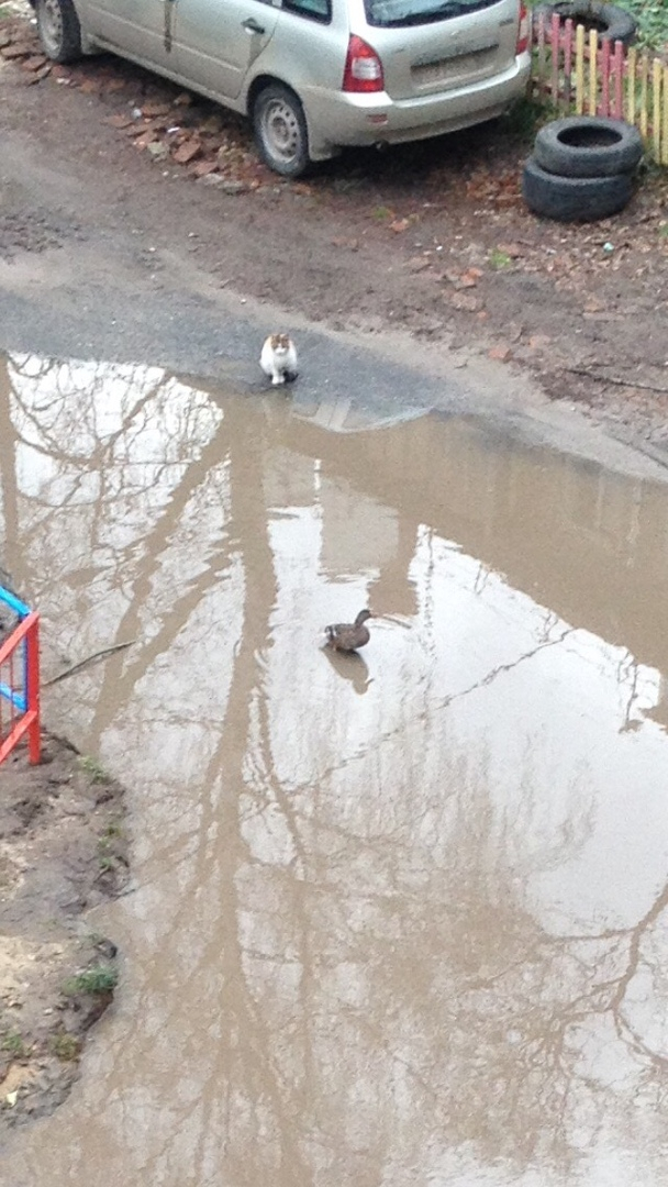 Фото дня: в йошкар-олинском дворе появился "пруд" с детской площадкой и живыми утками