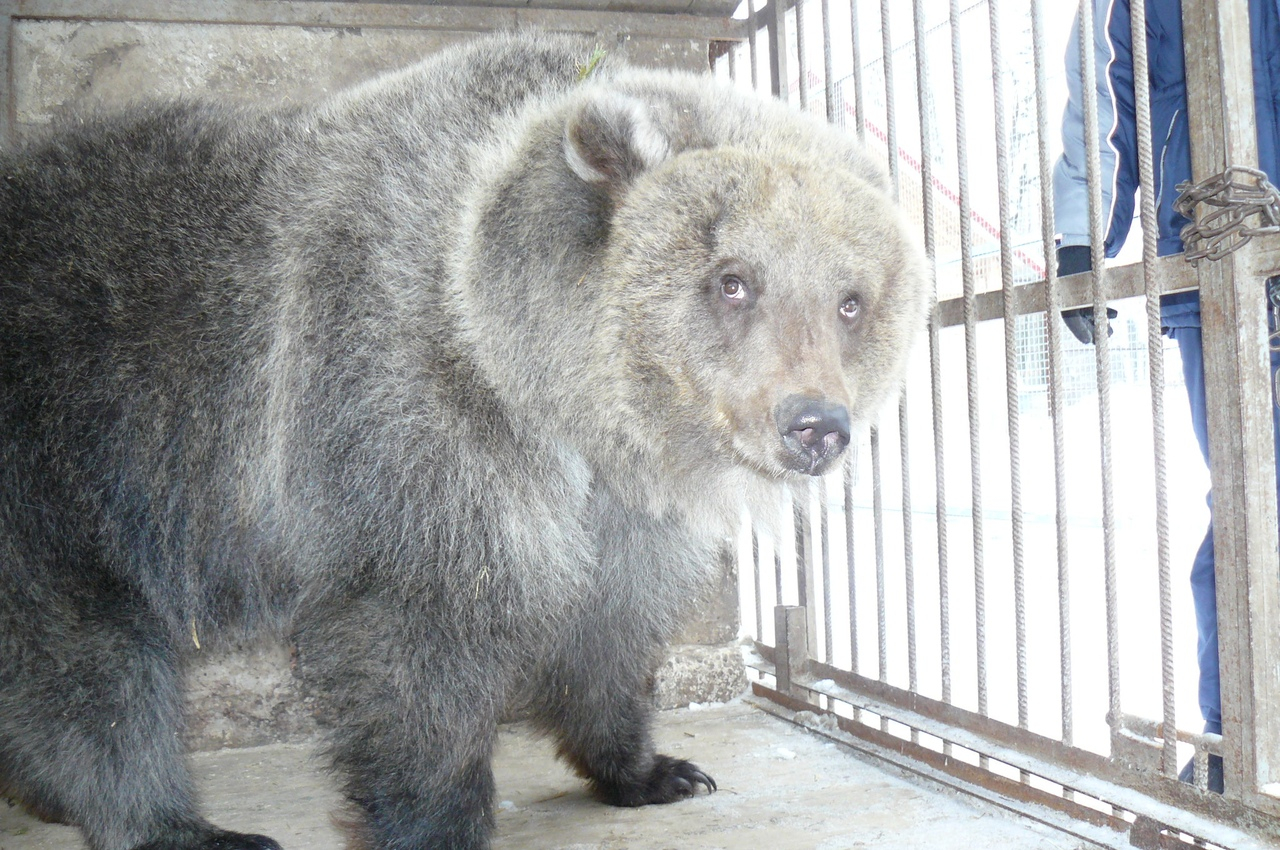 Зима ушла: медведица Дуся из Медведевского зоопарка вышла из спячки
