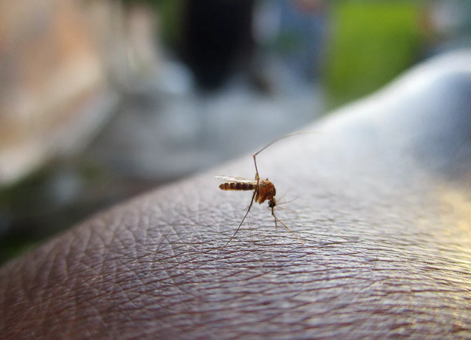 Из-за аномально теплой зимы могут исчезнуть комары