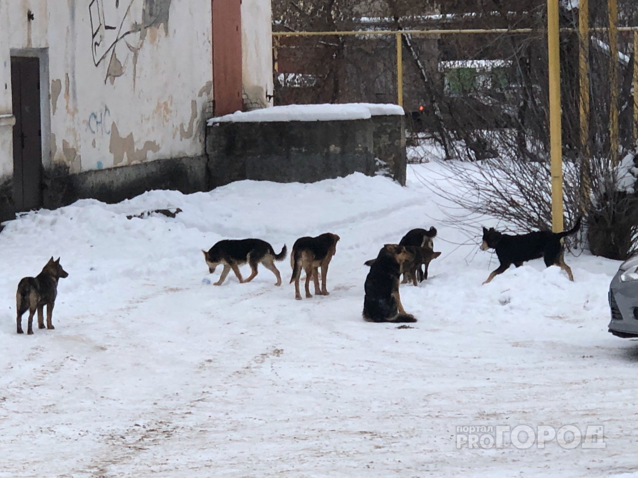 На Ремзаводе в Йошкар-Оле стая бродячих собак бросается на прохожих