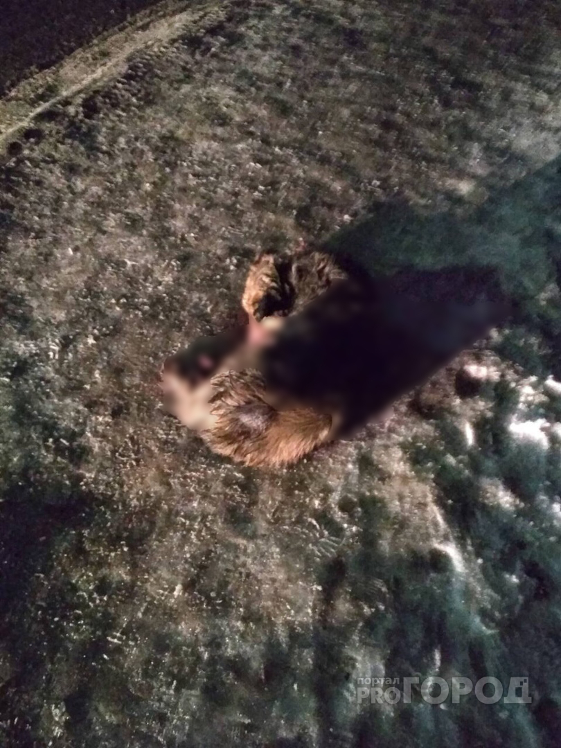 «На ней был ошейник»: в пригороде Йошкар-Олы водитель маршрутки сбил собаку