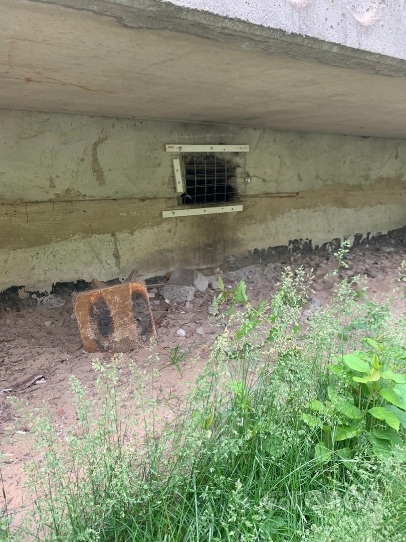 "Животных травят и запирают в подвале": в Марий Эл общественники встали на тропу войны с УК