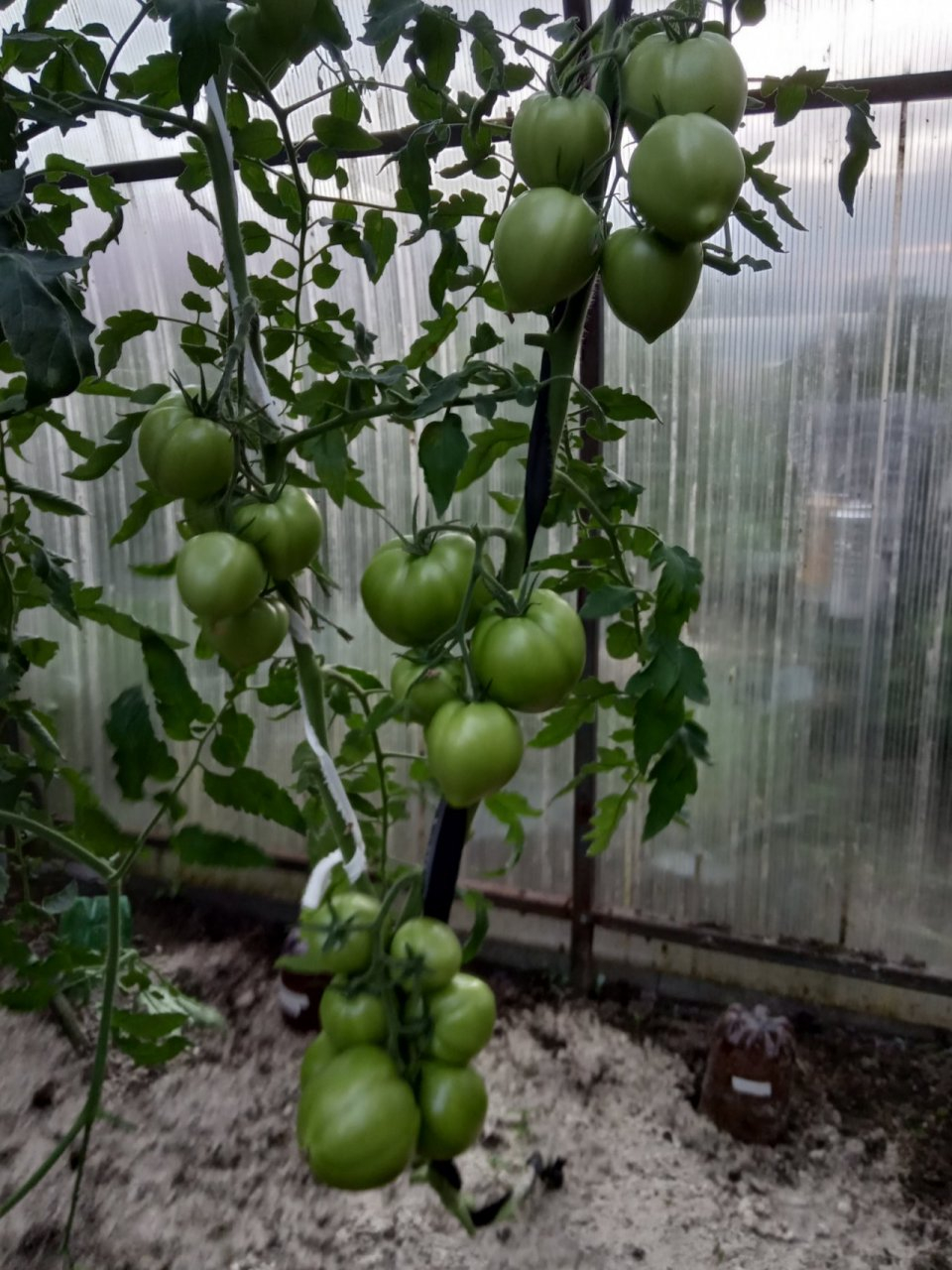 Гибриды томатов показали себя на высшем уровне!