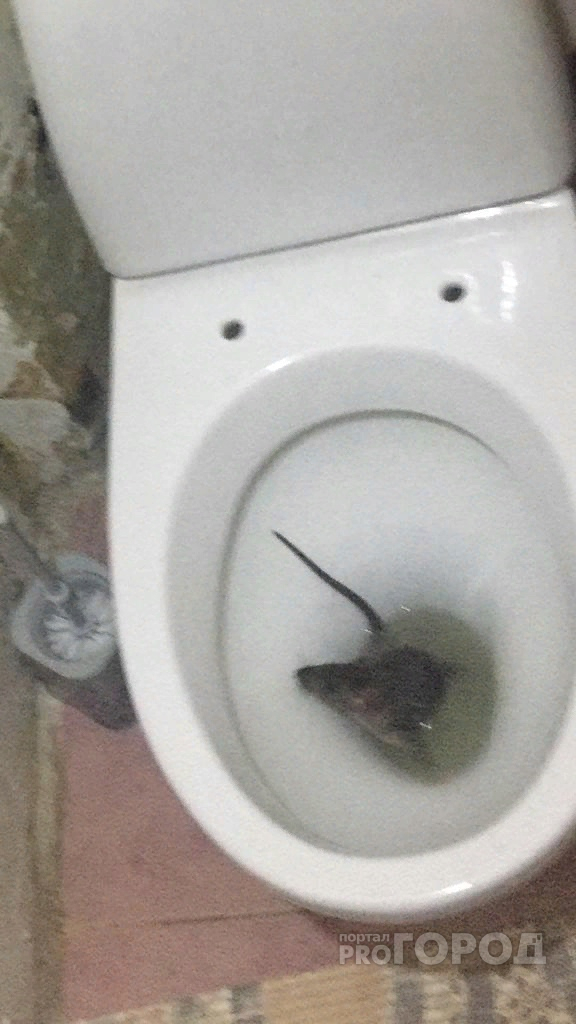 Йошкаролинцев атакуют крысы: грызуны поднимаются в квартиры из подвала