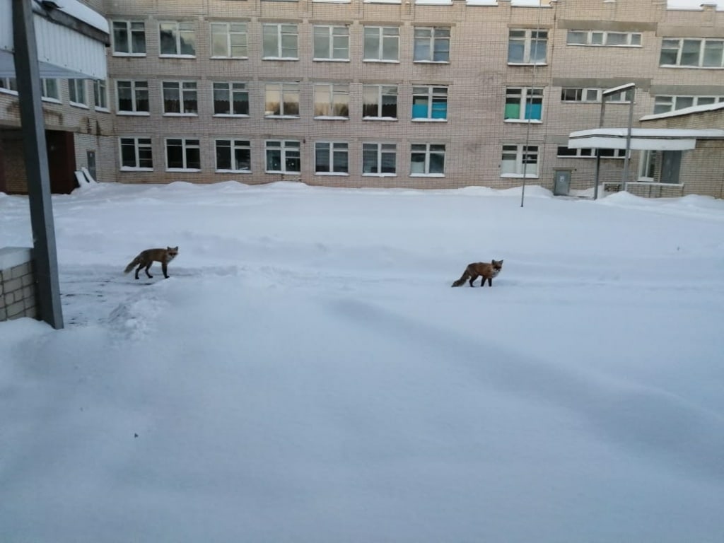 Две рыжие  лисы забежали во двор одной из школ Марий Эл
