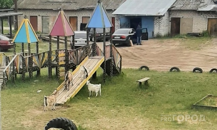 В одном из поселков Марий Эл животные «облюбовали» детскую площадку