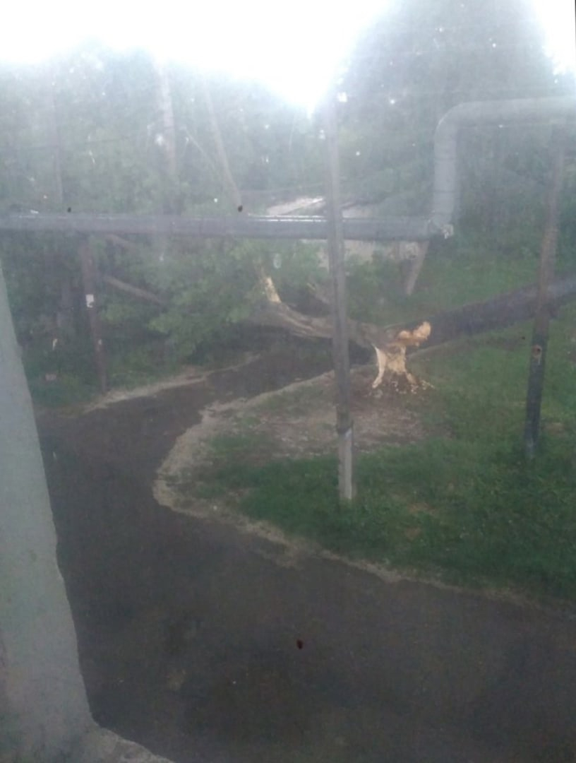 Вчерашняя буря в Йошкар-Оле пронеслась не бесследно: об этом "говорят" даже деревья