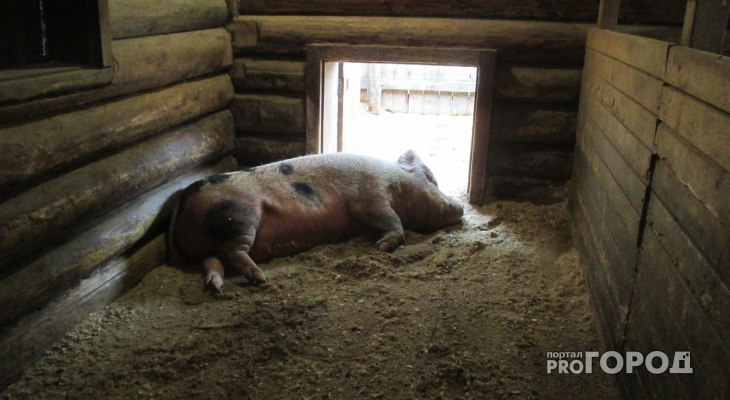 В Горномарийском районе зарегистрирована вспышка африканской чумы среди свиней