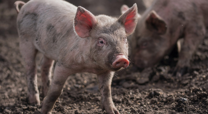 В двух районах Марий Эл вновь выявлены вспышки африканской чумы свиней