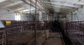 В Волжском районе начнут изымать свиней из частных хозяйств