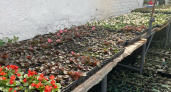 В оранжерее Йошкар-Олы готовят растения для высадки на клумбы города