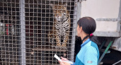 Животных цирка, приехавшего в Йошкар–Олу, осмотрели ветеринары