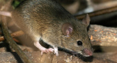 Жителей Марий Эл продолжает поражать мышиной лихорадкой: заражены десятки