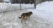 Стаями бездомных собак в Звениговском районе займутся вплотную