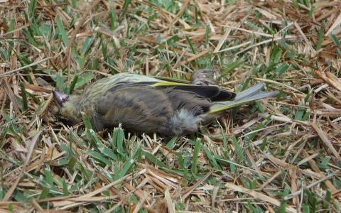 Развлечения йошкаролинцев могут быть опасны для жизни птиц