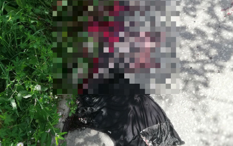 Жена йошкаролинца, который напал с ножом на мужчину у «наливайки»: «Пострадавший жив!»