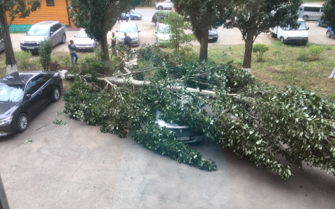 В Йошкар-Оле сильный ветер свалил дерево на припаркованное авто