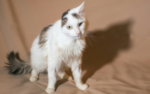 В Марий Эл ищут дом котику, который лишился уха из-за бывших хозяев
