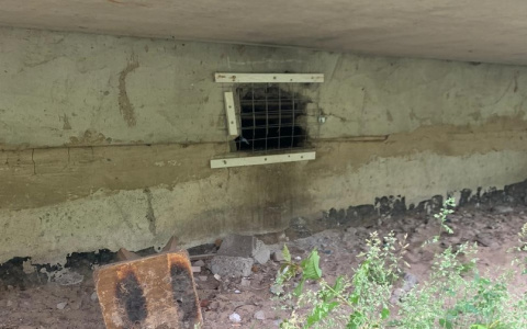 "Животных травят и запирают в подвале": в Марий Эл общественники встали на тропу войны с УК