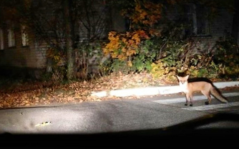 В пригороде Йошкар-Оле по ночам бегают лисы