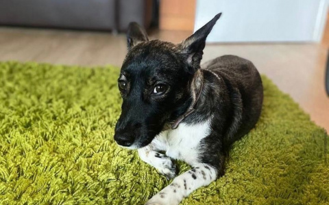 «Почему к животным относятся безответственно?»: россиянке вернули потерянную собаку из Домодедово